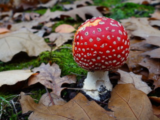 Круглый мухомор