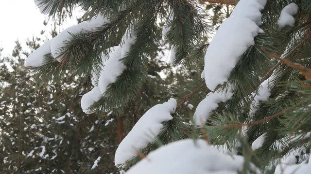 Beautiful tree covered with snow, close-up view, in the frosty winter, the Christmas forest