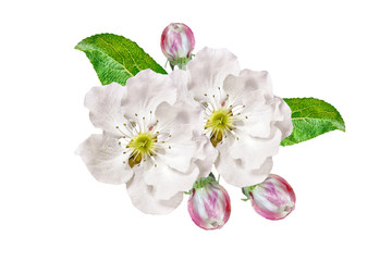 Flowering branch of apple isolated on a white background. Spring