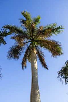 Palm tree with blue sky background 