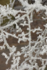 Frost on small branches