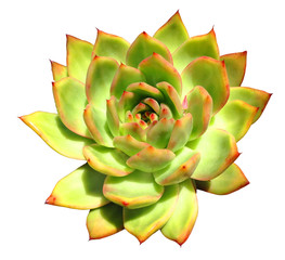 Fototapeta premium Succulent Isolated