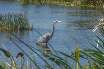 Foto op Plexiglas Viera Wetlands a Boon to Wildlife in Florida © Stephen