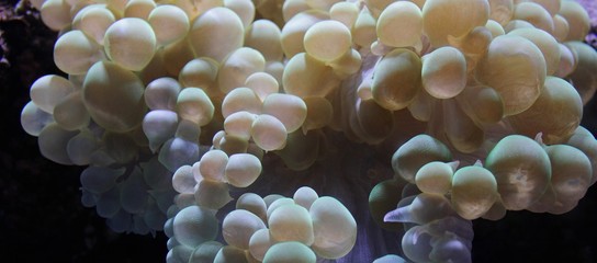 Beautiful, white bubble coral
