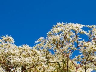 White leafs with a blue sky in background