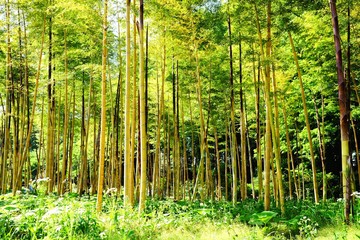 Obraz premium 朝日が射し込む竹林