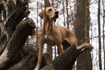 Viszla Dalmatiner Mix im Wald