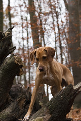 Viszla Dalmatiner Mix im Wald