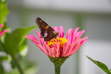 Butterfly on Flower