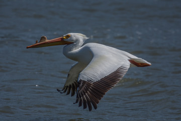Fototapeta na wymiar White Pelican flying by with wings spread over lake