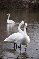 川でくつろぐ白鳥