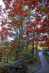 Colourful Autumn Path