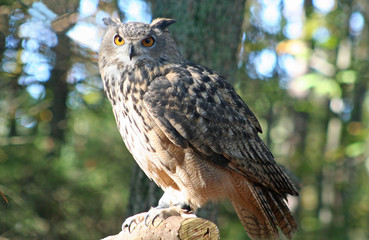 Eurasian Eagle Owl