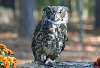 Great Horned Owl