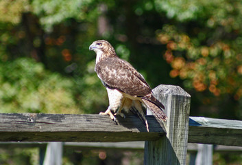 Red-Tailed Hawk