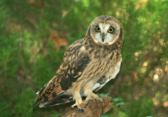 Short-Eared Owl