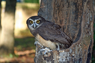Spectacled Owl