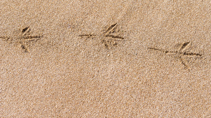 Bird's steps on the desert sandy beach in wet sand