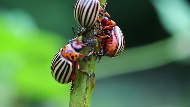 Colorado potato beetles, plant pest, insects vermin. Colorado beetles on potato plant