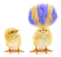 Two chicks one crazy with even crazier hair - obrazy, fototapety, plakaty