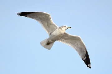 Ring-billed Gull