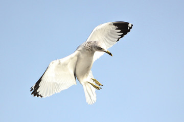 Ring-billed Gull