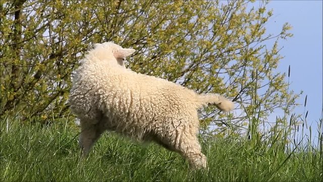 white lamb standing alone in grass
