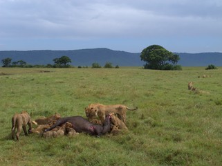 Lions feeding on a massive water buffalo as more lions arrive to join the feast. 