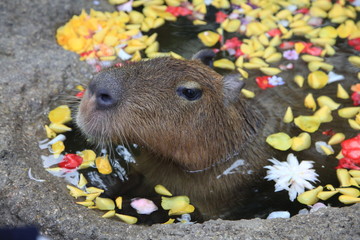 カピバラの入浴