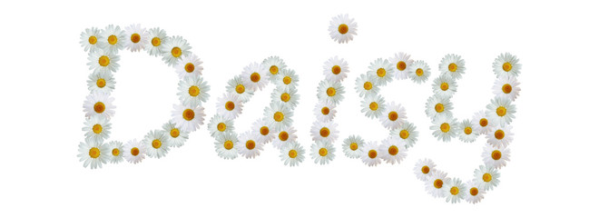 Daisy