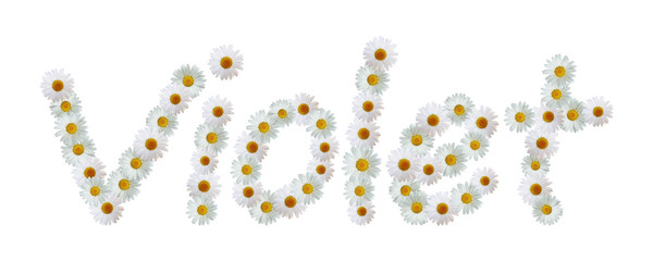 Daisy Name Violet