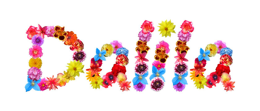 Flower Name Dalila