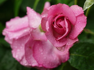 雨滴を纏った赤い薔薇