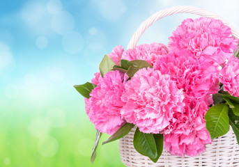 Pink carnations in the basket