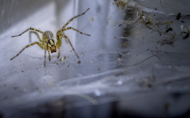Wolf Spider of the North East on its Web
