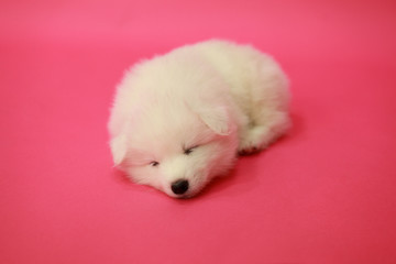 samoyed puppy sleep on pink background