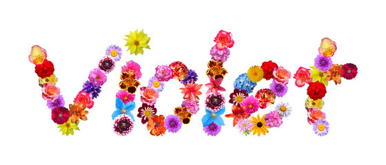 Violet Flower Name