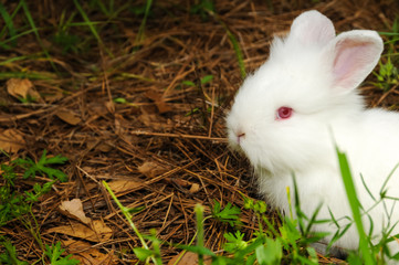 White Bunny 