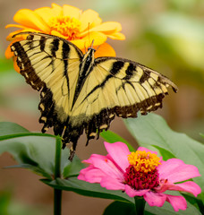 Butterfly Feeding on Flowers