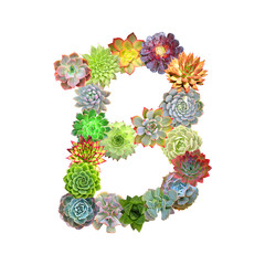 Succulent Letter B