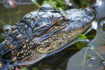 baby gator