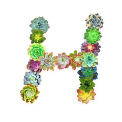 Succulent Letter H