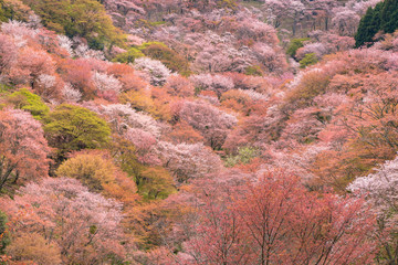 吉野山の桜 © akira1201