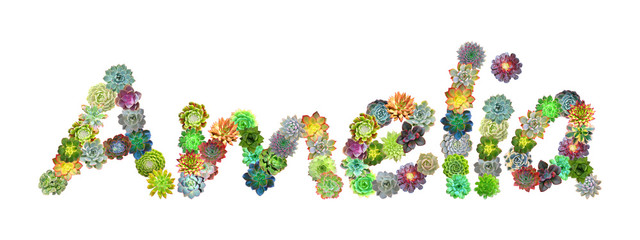 Amelia Succulent Name