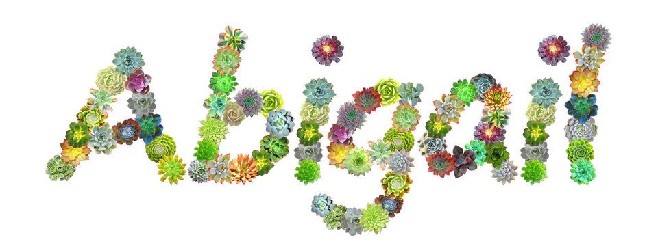 Abigail Succulent Name