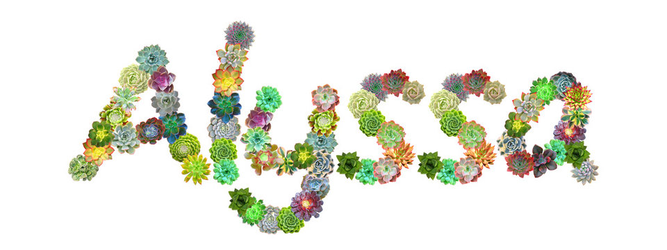 Alyssa Succulent Name