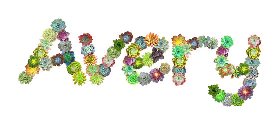 Avery Succulent Name