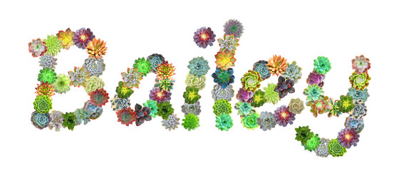 Bailey Succulent Name