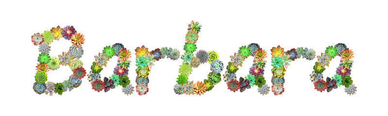 Barbara Succulent Name