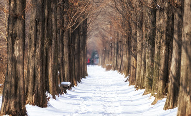 Naklejka premium snow covered metasequoia road